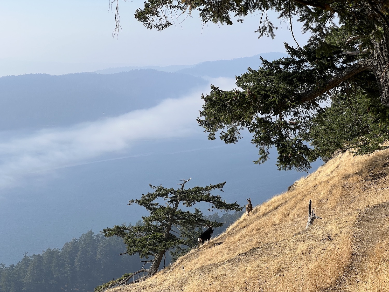Saturna Island is home to a feral goat herd. Two are shown on Mount Warbuton Pike. Saturna Island is home to a feral goat herd. Two are shown on Mount Warbuton Pike.