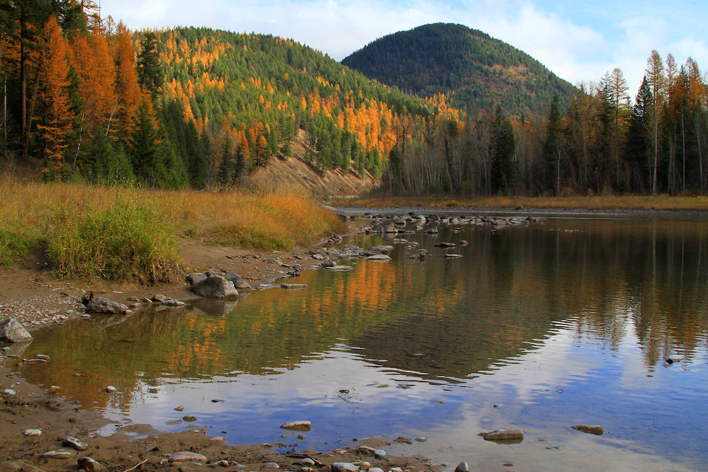 Larch along the Middle Fork of the Flathead River in Glacier/NPS, David Restivo Larch along the Middle Fork of the Flathead River in Glacier/NPS, David Restivo