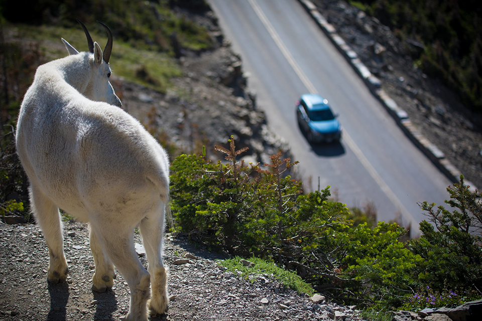 Expect nighttime closures this spring and summer along Going-to-the-Sun Road in Glacier National Park / NPS