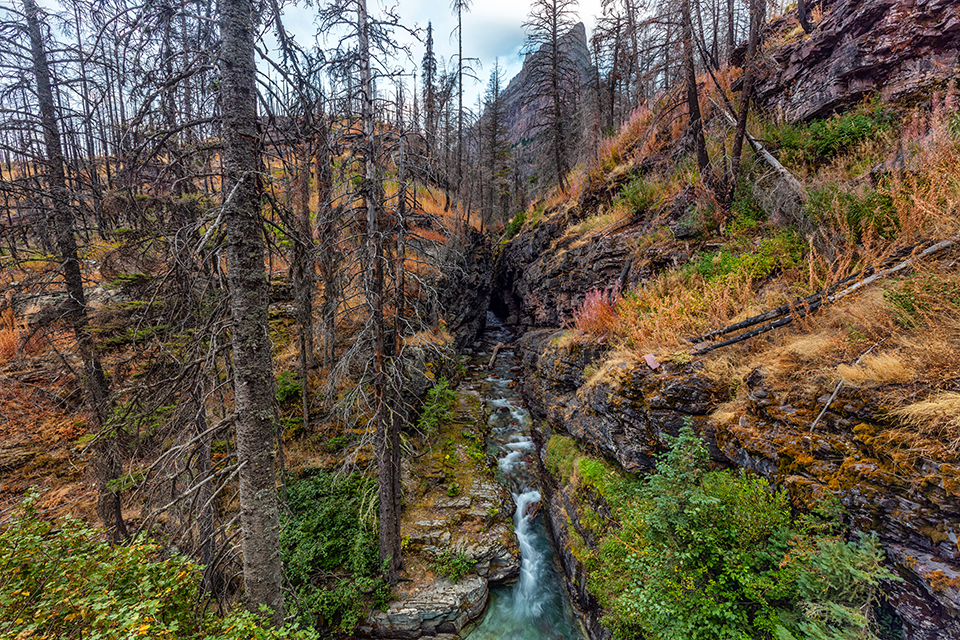 Charred trees around Sunrift Gorge, Glacier National Park / Rebecca Latson