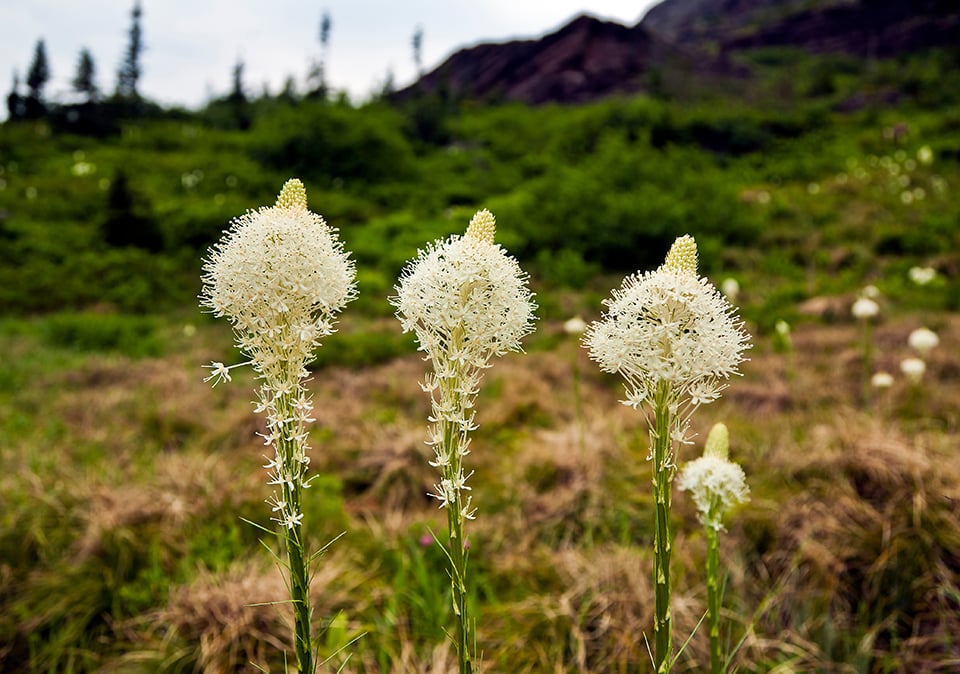 Beargrass, Glacier National Park / Rebecca Latson Beargrass, Glacier National Park / Rebecca Latson