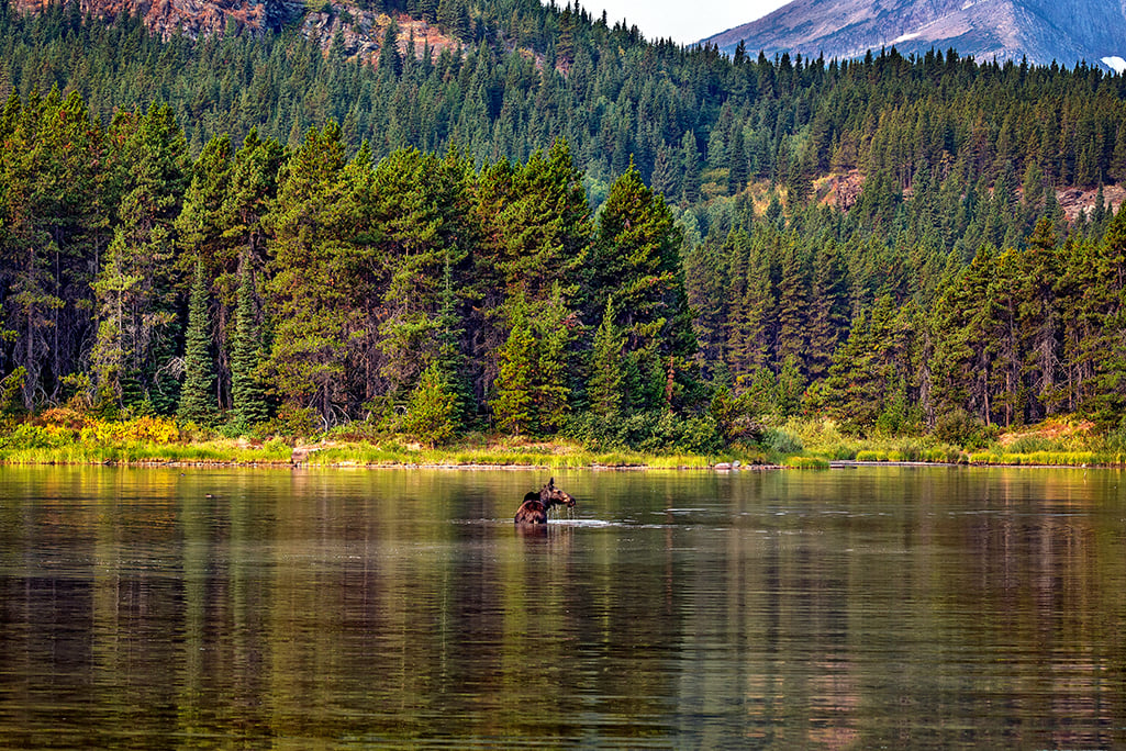 A moose in Fishercap Lake, Many Glacier area, Glacier National Park / Rebecca Latson A moose in Fishercap Lake, Many Glacier area, Glacier National Park / Rebecca Latson