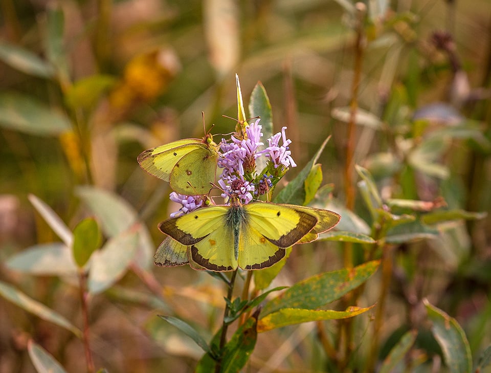 Butterflies and wildflowers, Glacier National Park / Rebecca Latson Butterflies and wildflowers, Glacier National Park / Rebecca Latson