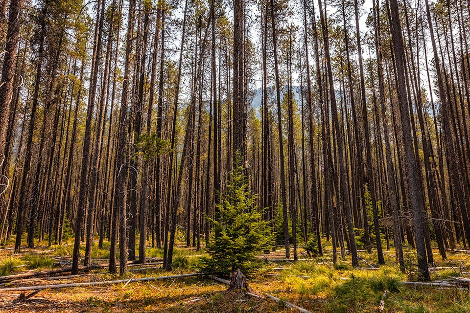Standing out in the crowd, Glacier National Park / Rebecca Latson