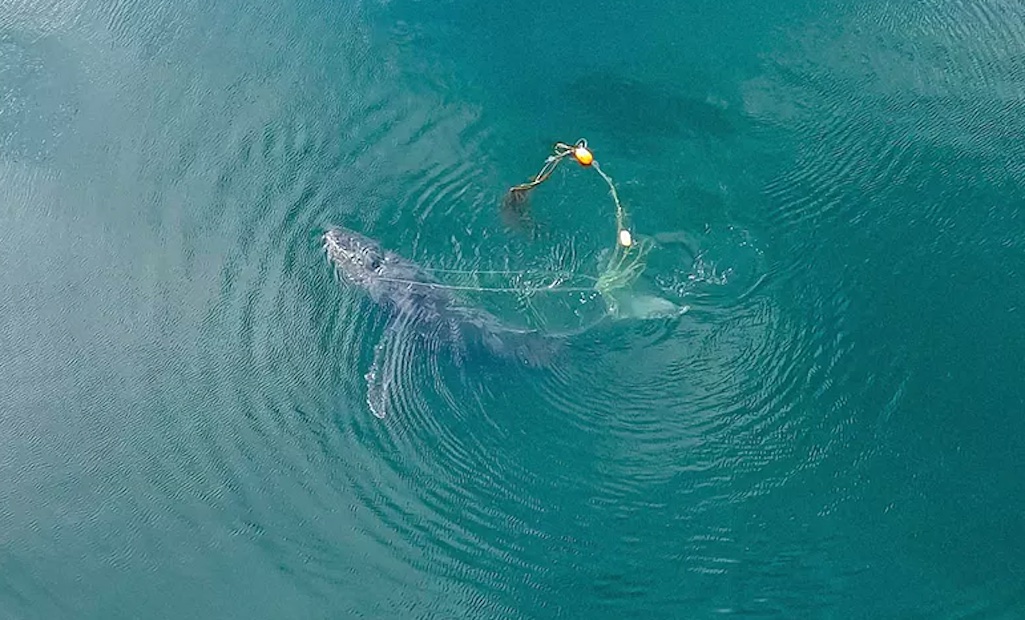 A humpback whale entangled in fishing line was freed by National Park Service and NOAA staff/Sean Neilson via NPS