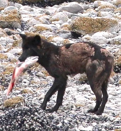 Wolf eating salmon in Glacier Bay/NPS, D. Morda