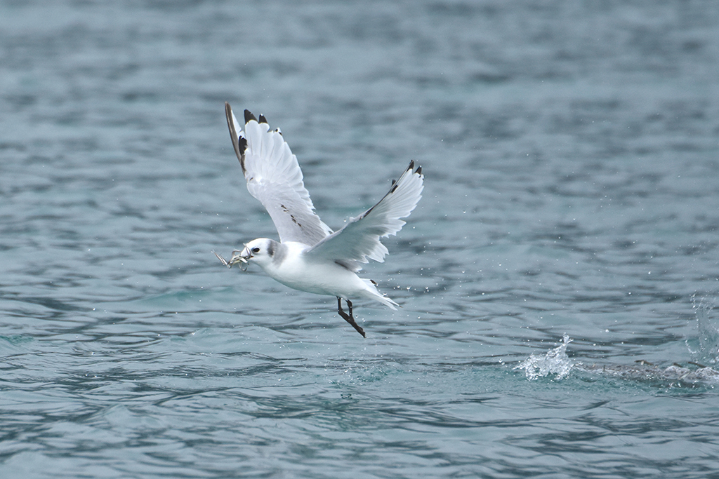 Black legged kittiwake, Glacier Bay National Park and Preserve / NPS - J. Neilson Black legged kittiwake, Glacier Bay National Park and Preserve / NPS - J. Neilson