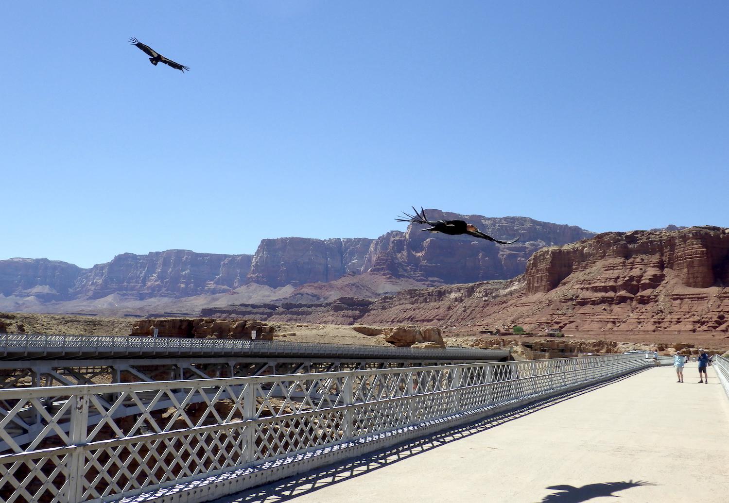 Federal officials have been urged to vaccinate California condors against avian flu/Kurt Repanshek file