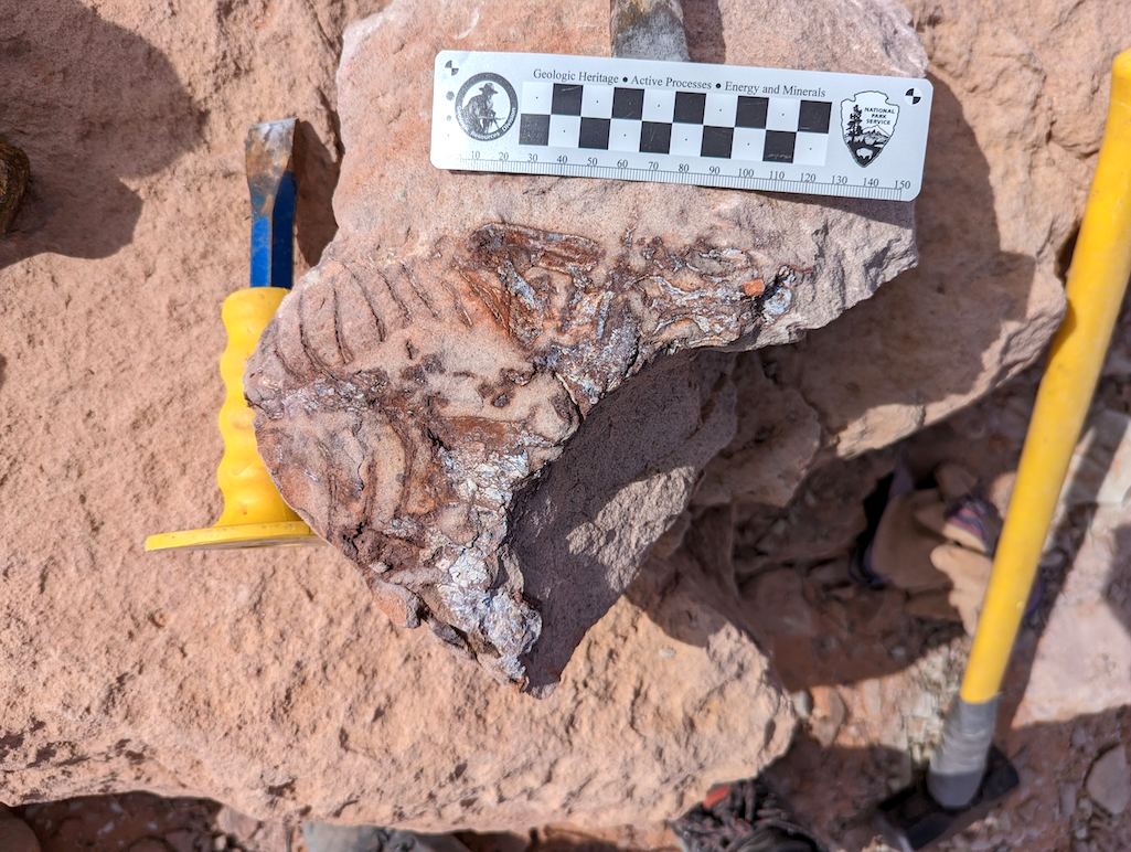 Field crews discovered a fossil bone bed contained remains of a tritylodontid in Glen Canyon National Recreation Area/NPS