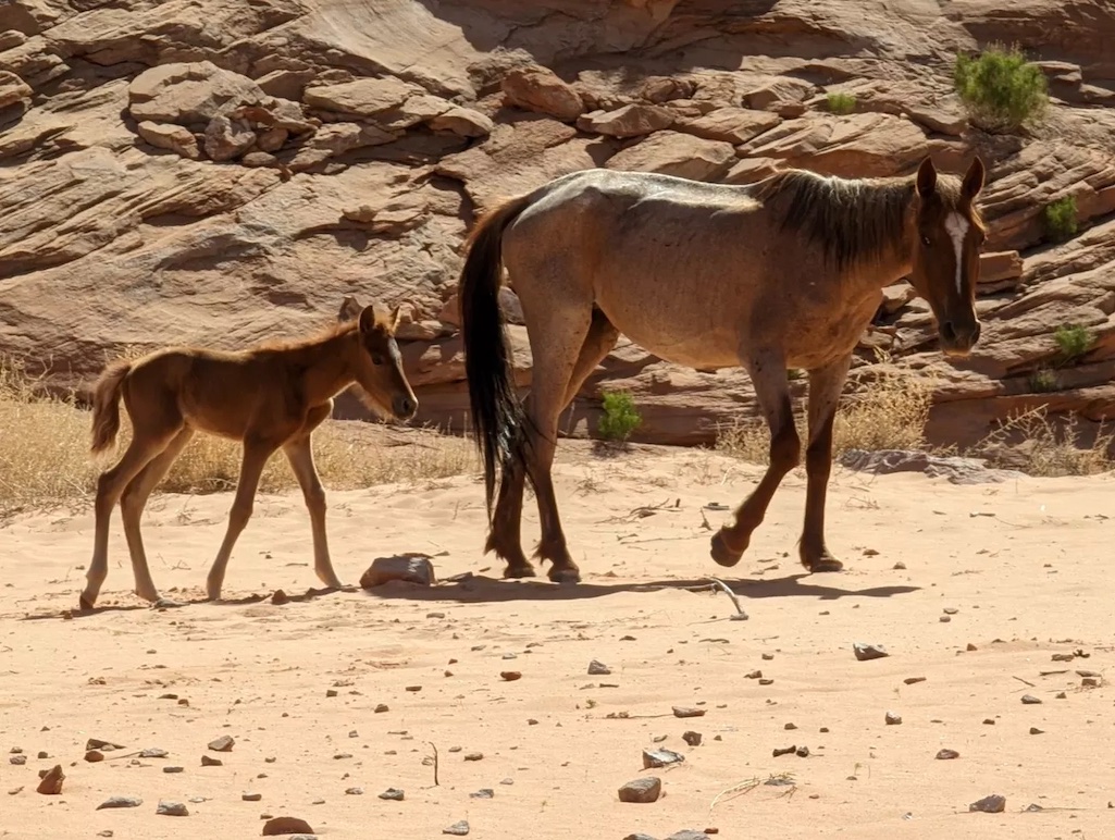 This mare and her foal were rescued from a beach at Glen Canyon National Recreation Area/NPS