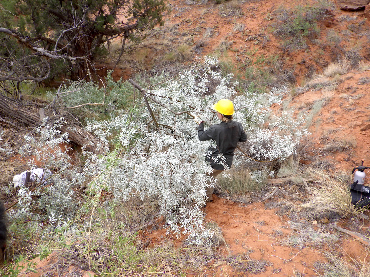 Crews scour not only river banks of the Escalante River but travel up washes in their search for Russian olive trees/Kurt Repanshek Crews scour not only river banks of the Escalante River but travel up washes in their search for Russian olive trees/Kurt Repanshek