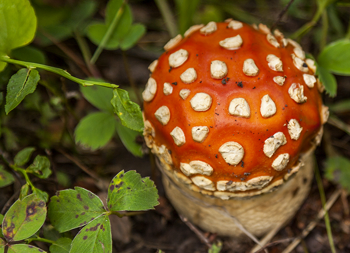 'Shroom Along Swiftcurrent Lake Loop Trail