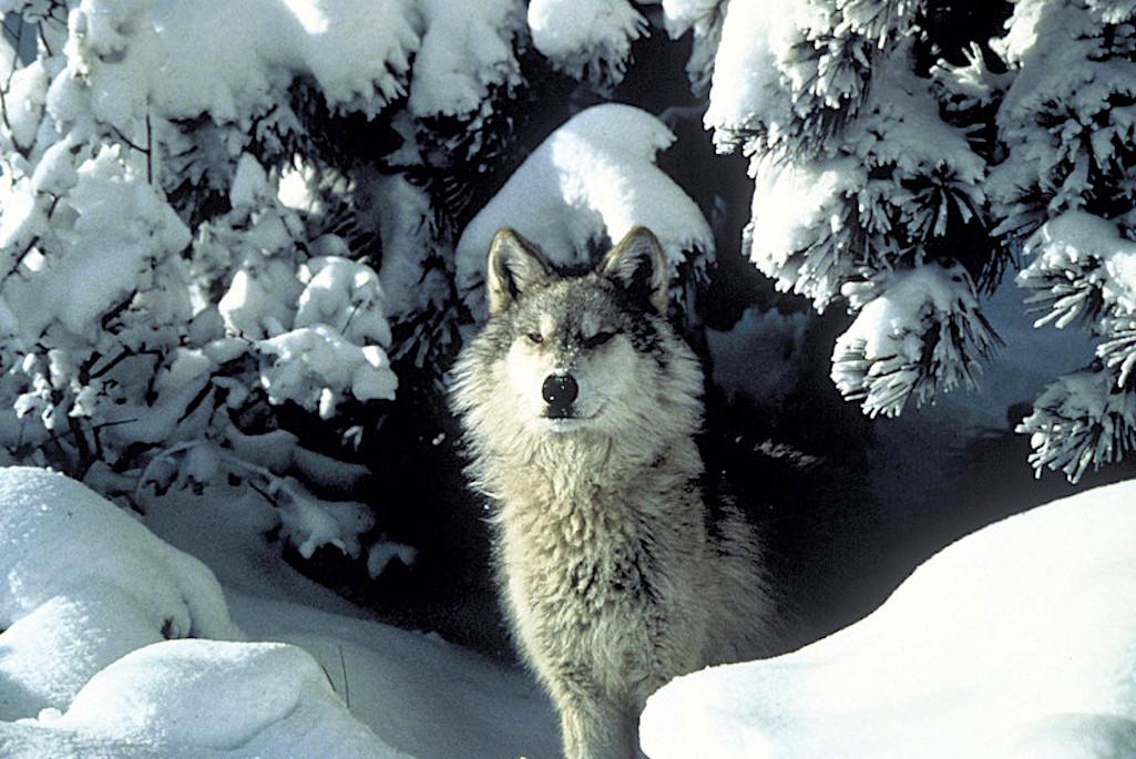 A gray wolf was found dead in Rocky Mountain National Park/USFWS file A gray wolf was found dead in Rocky Mountain National Park/USFWS file