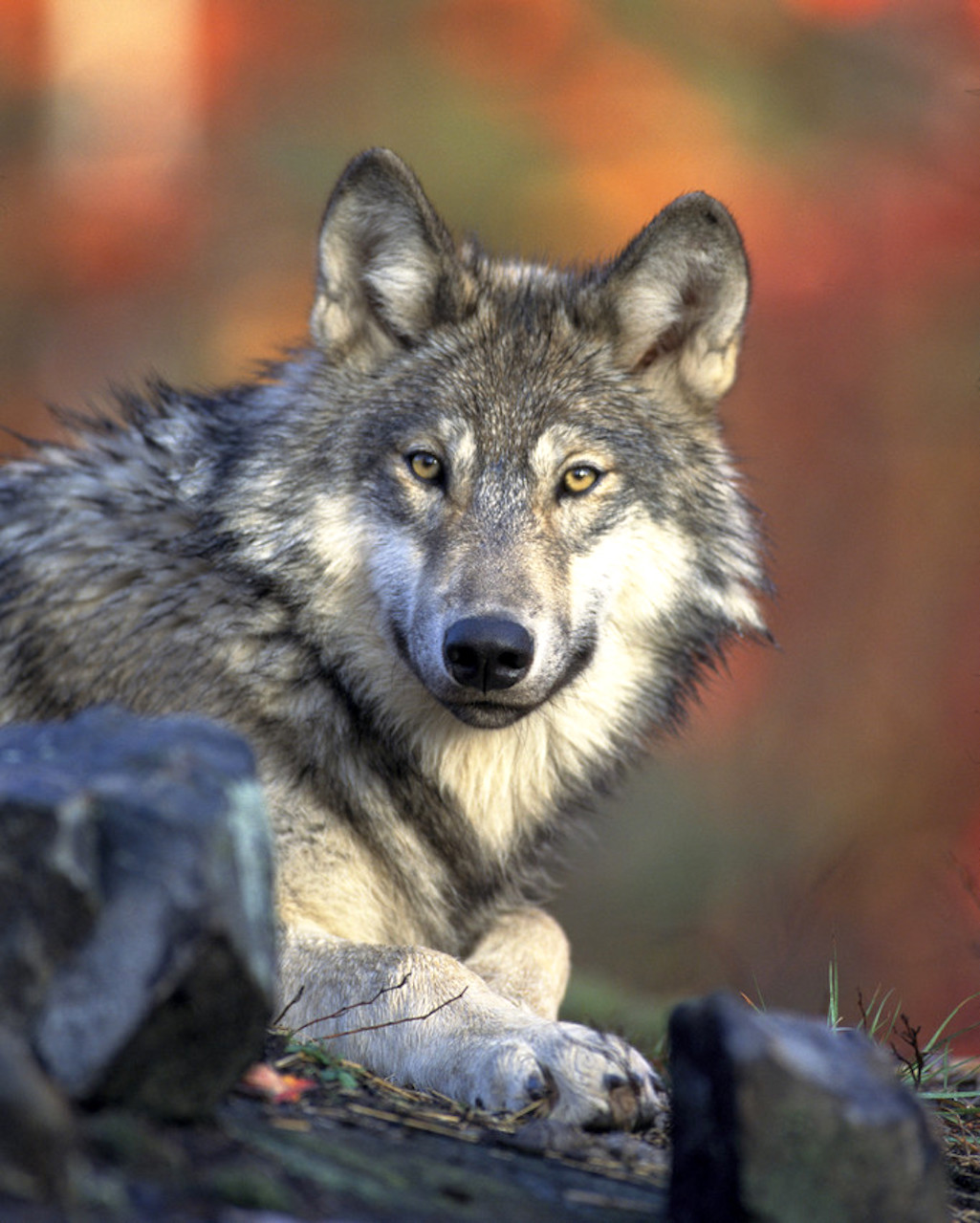 The U.S. Fish and Wildlife Service has been sued for failing to provide ESA protections for wolves in the West/USFWS file The U.S. Fish and Wildlife Service has been sued for failing to provide ESA protections for wolves in the West/USFWS file