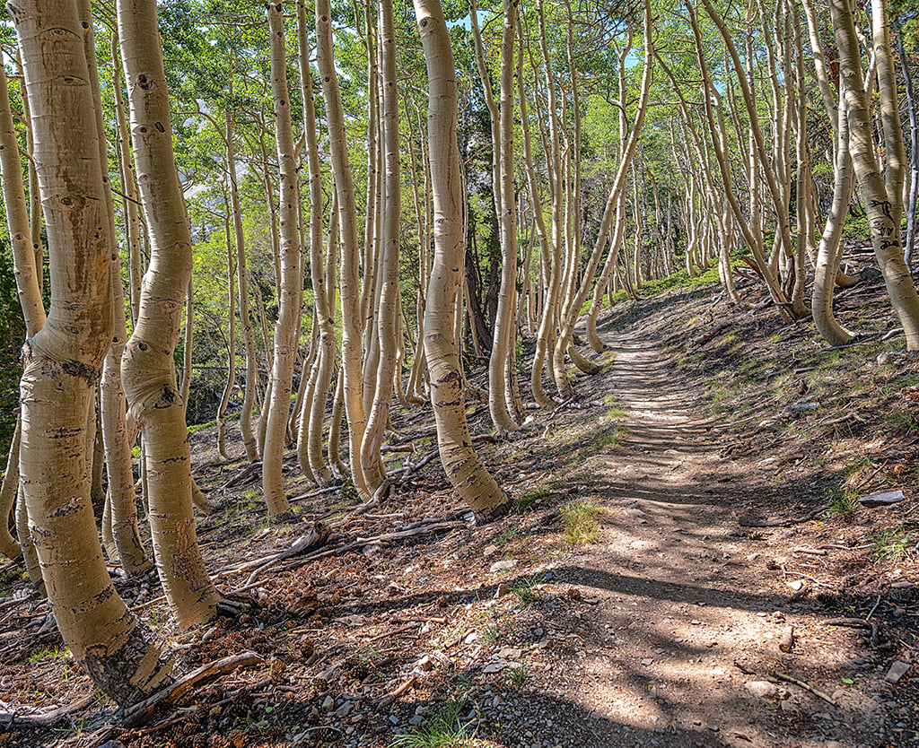 A trail through the aspen trees, Great Basin National Park / Rebecca Latson