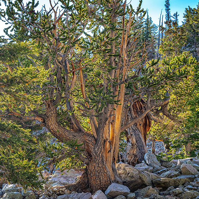 A bristlecone pine along the trail, Great Basin National Park / Rebecca Latson A bristlecone pine along the trail, Great Basin National Park / Rebecca Latson