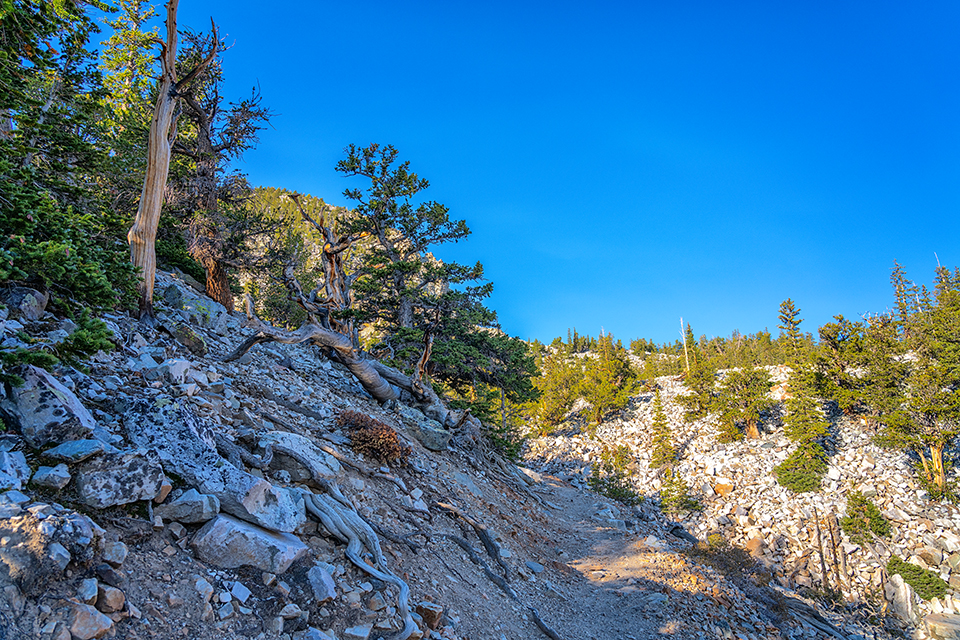 Hiking the Bristlecone Trail, Great Basin National Park / Rebecca Latson Hiking the Bristlecone Trail, Great Basin National Park / Rebecca Latson