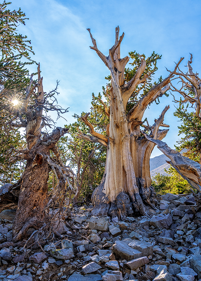 A summer morning at Bristlecone Grove, Great Basin National Park / Rebecca Latson A summer morning at Bristlecone Grove, Great Basin National Park / Rebecca Latson