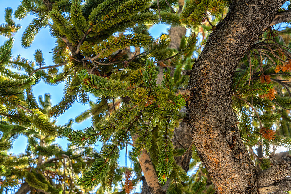 The shape and placement of Bristlecone pine needles, Great Basin National Park / Rebecca Latson The shape and placement of Bristlecone pine needles, Great Basin National Park / Rebecca Latson