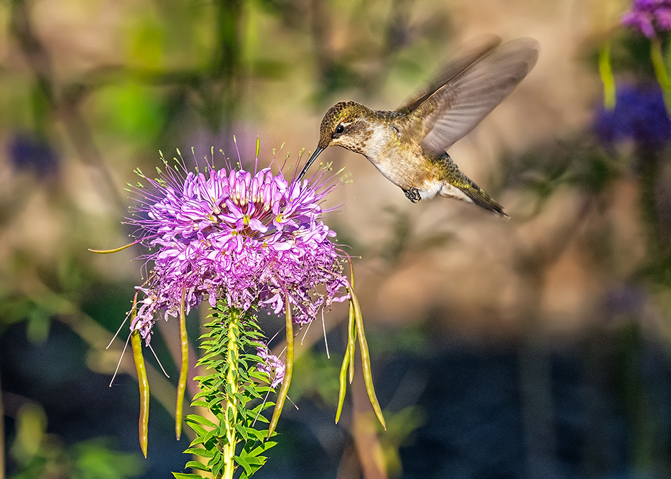 Hummingbird on beeweed, Great Basin National Park / Rebecca Latson Hummingbird on beeweed, Great Basin National Park / Rebecca Latson