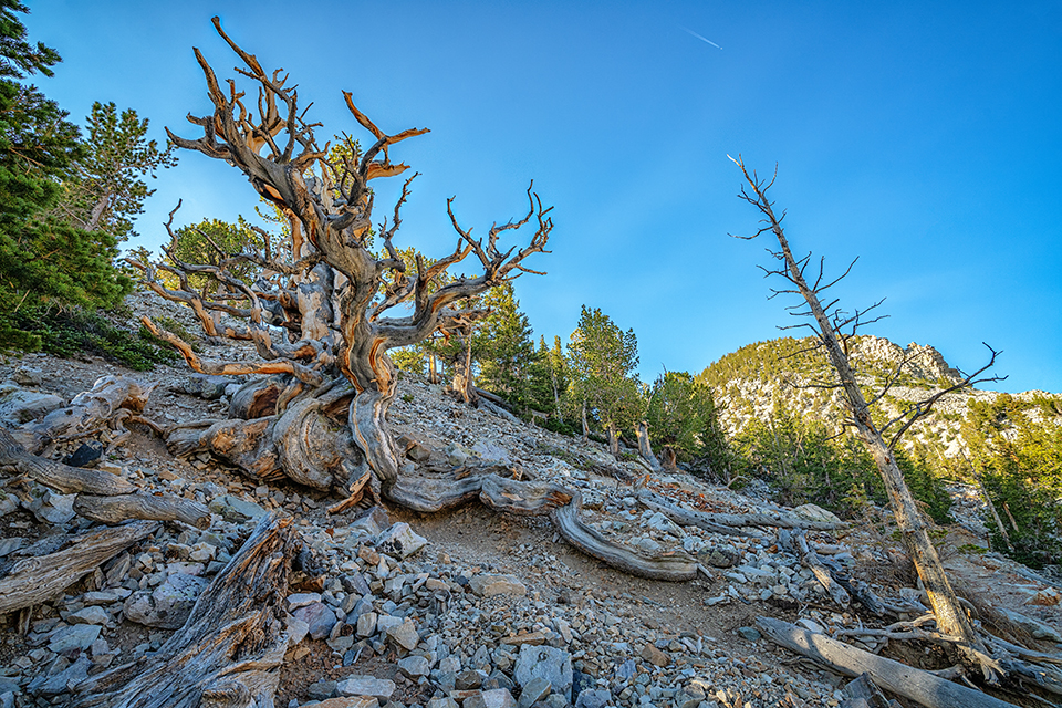 A Great Basin Bristlecone seen along the trail toward Bristlecone Grove, Great Basin National Park / Rebecca Latson A Great Basin Bristlecone seen along the trail toward Bristlecone Grove, Great Basin National Park / Rebecca Latson
