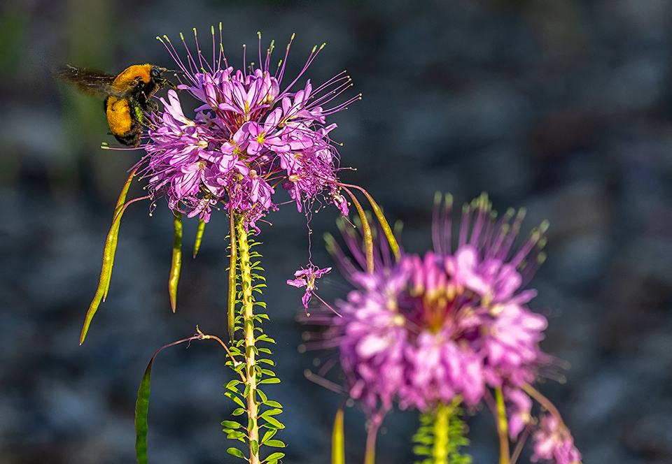 Bumblebee on the beeweed, Great Basin Visitor Center, Great Basin National Park / Rebecca Latson Bumblebee on the beeweed, Great Basin Visitor Center, Great Basin National Park / Rebecca Latson