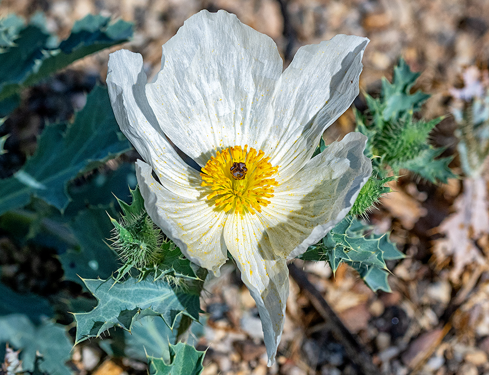 A spiky white flower, Great Basin National Park / Rebecca Latson A spiky white flower, Great Basin National Park / Rebecca Latson