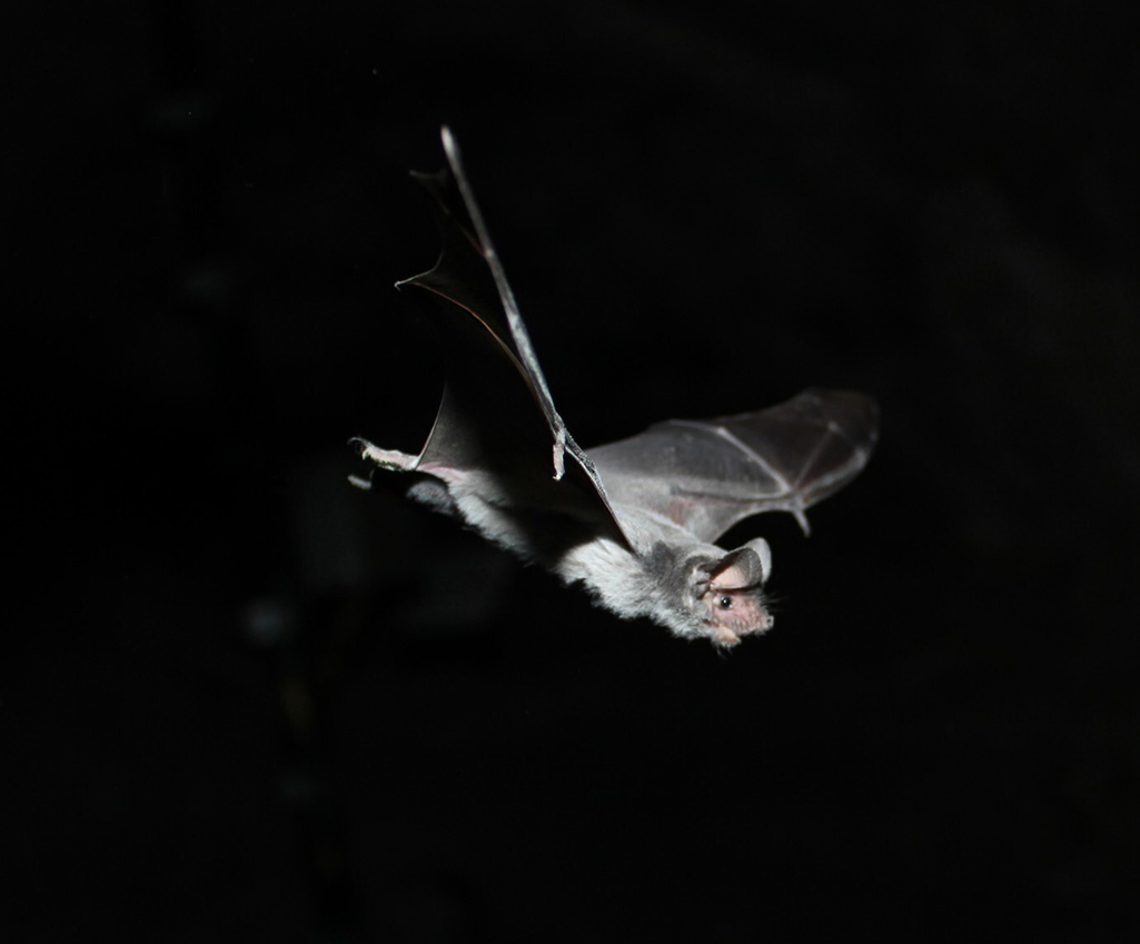 A bat (not the one pictured) found outside the Arches National Park visitor center has tested positive for rabies / NPS file