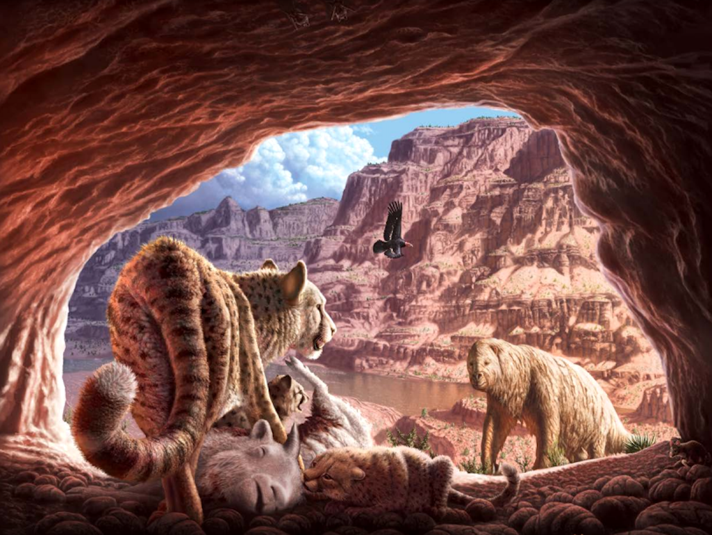 Pleistocene open woodland scene from the western portion of the Grand Canyon/Painting by artist Julius Csotonyi
