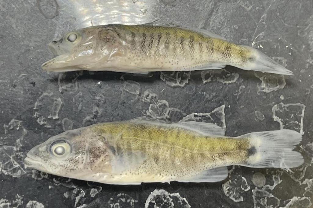 Non-native smallmouth bass have been found in the Colorado River below Glen Canyon Dam/NPS