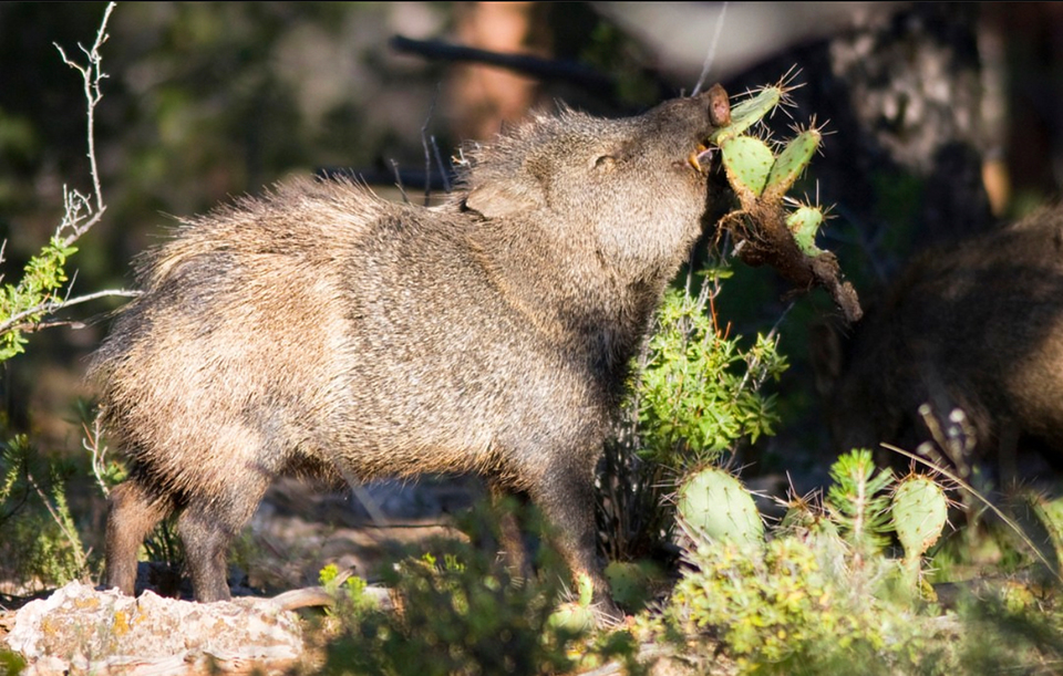 Javelina in the prickly pear, Grand Canyon National Park / NPS File