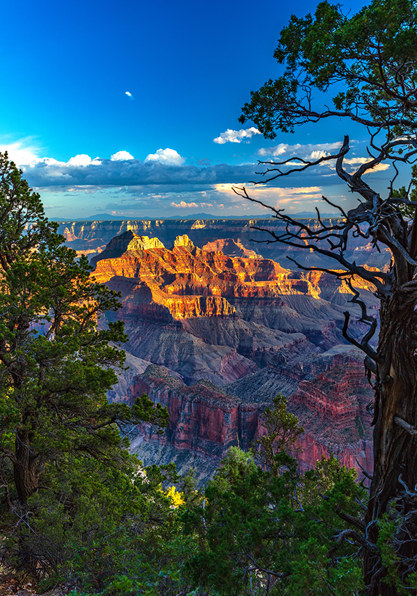A natural frame around North Rim scenery, Grand Canyon National Park / Rebecca Latson