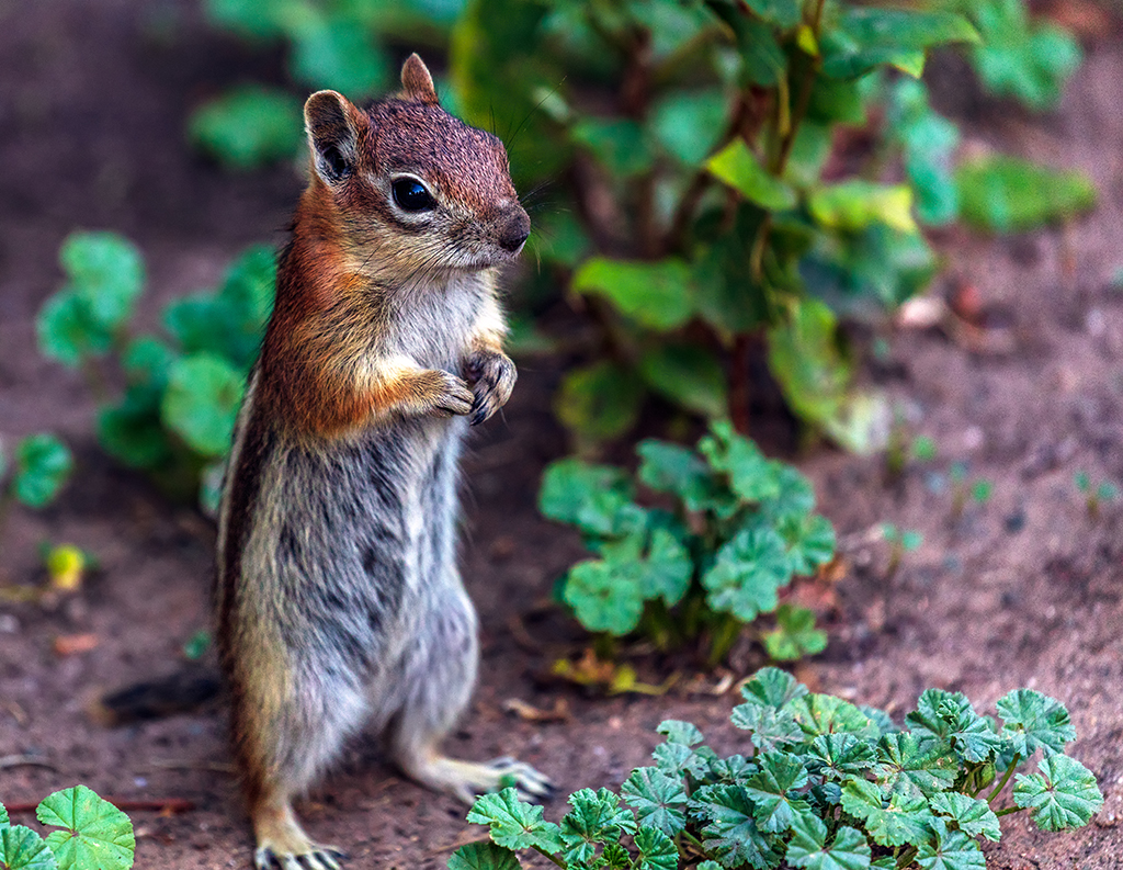 Looking hopeful, North Rim, Grand Canyon National Park / Rebecca Latson