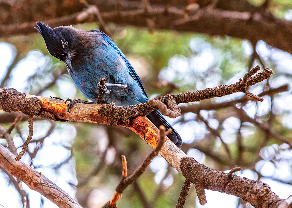 Wildlife In Grand Canyon National Park