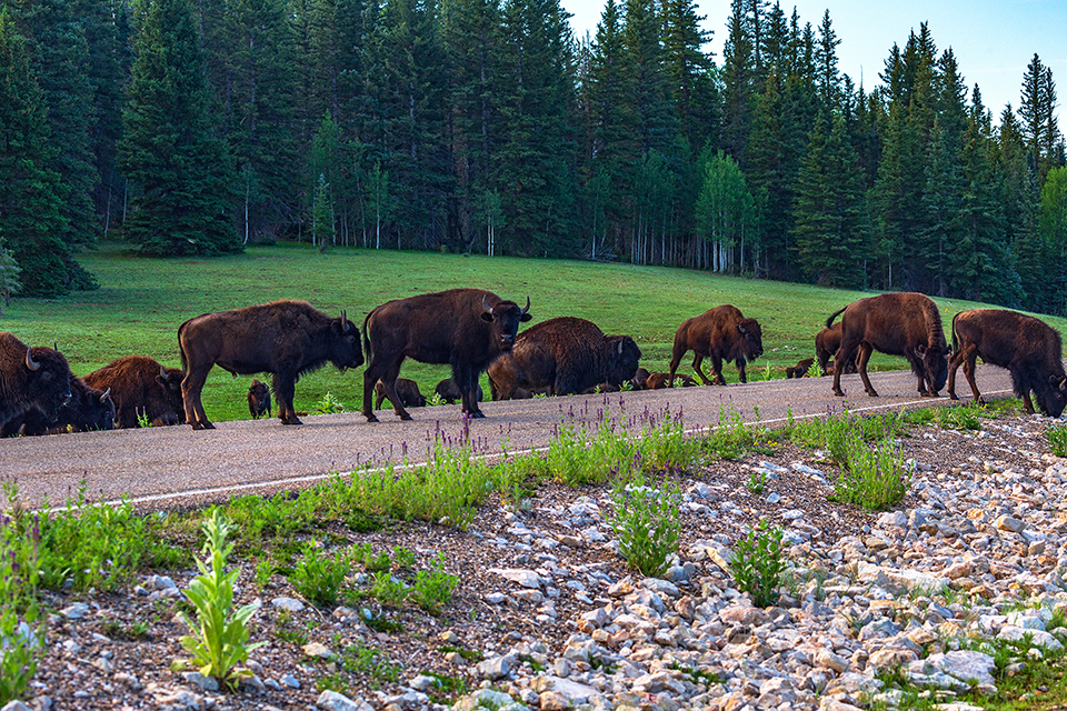 Bison jam on the North Rim, Grand Canyon National Park / Rebecca Latson Bison jam on the North Rim, Grand Canyon National Park / Rebecca Latson