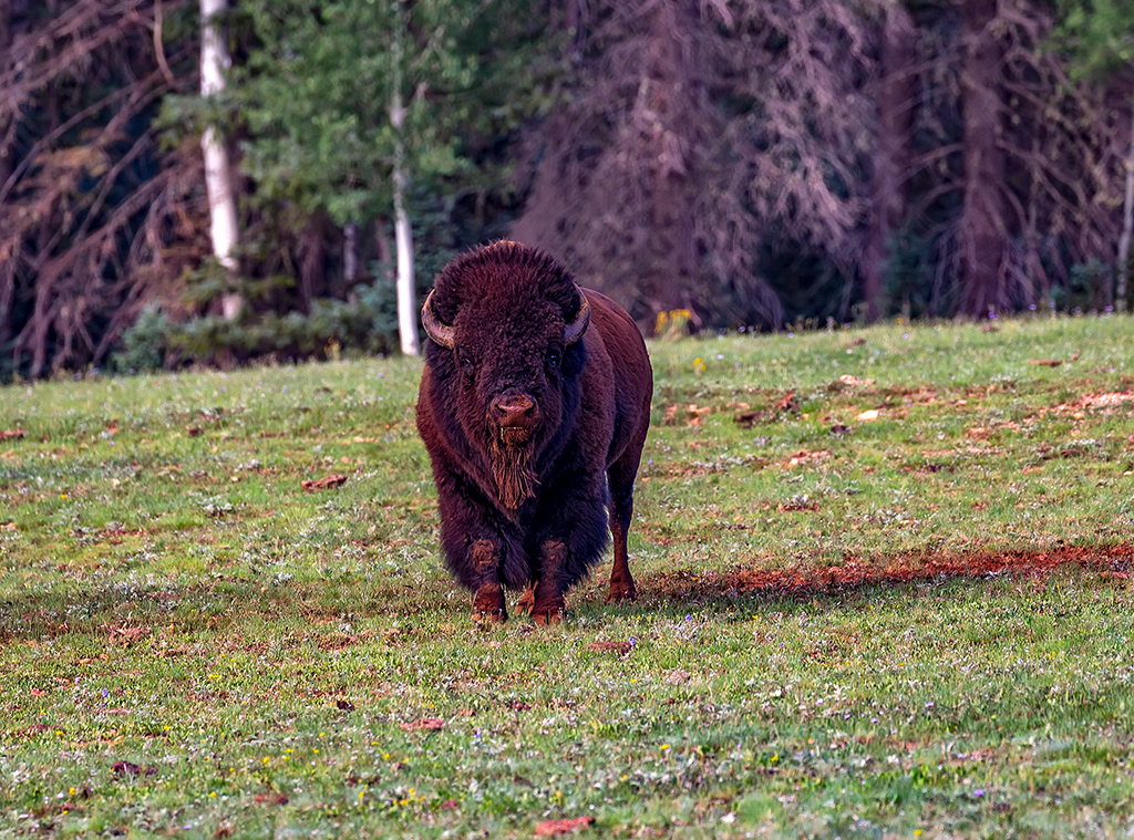 I dare ya! North Rim, Grand Canyon National Park / Rebecca Latson