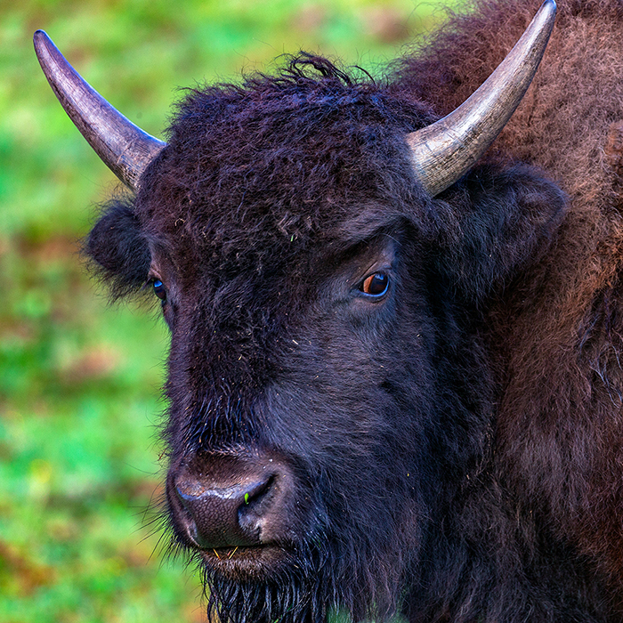 Who's afraid of using a square format? Not this bison, Grand Canyon National Park / Rebecca Latson