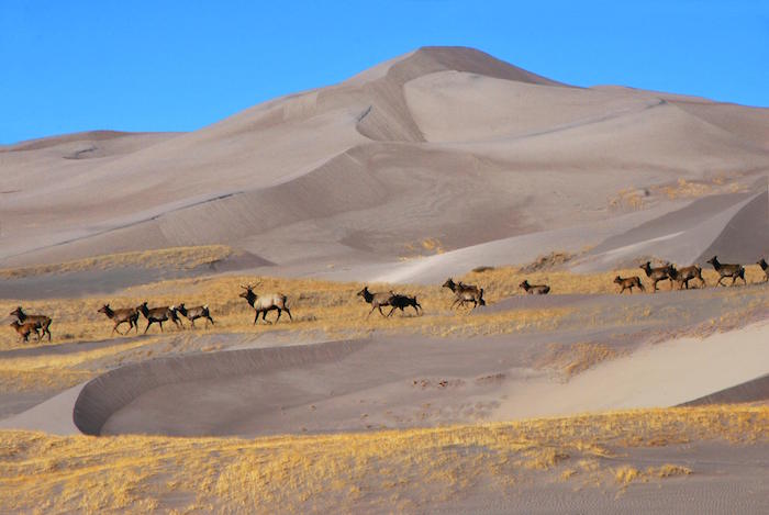 Elk heading across sand dunes at Great Sand Dunes NP/NPS Elk heading across sand dunes at Great Sand Dunes NP/NPS