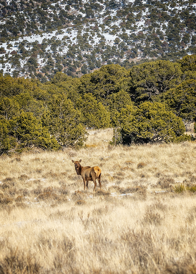 You might see one or more elk during your visit to Great Sand Dunes National Park / Rebecca Latson