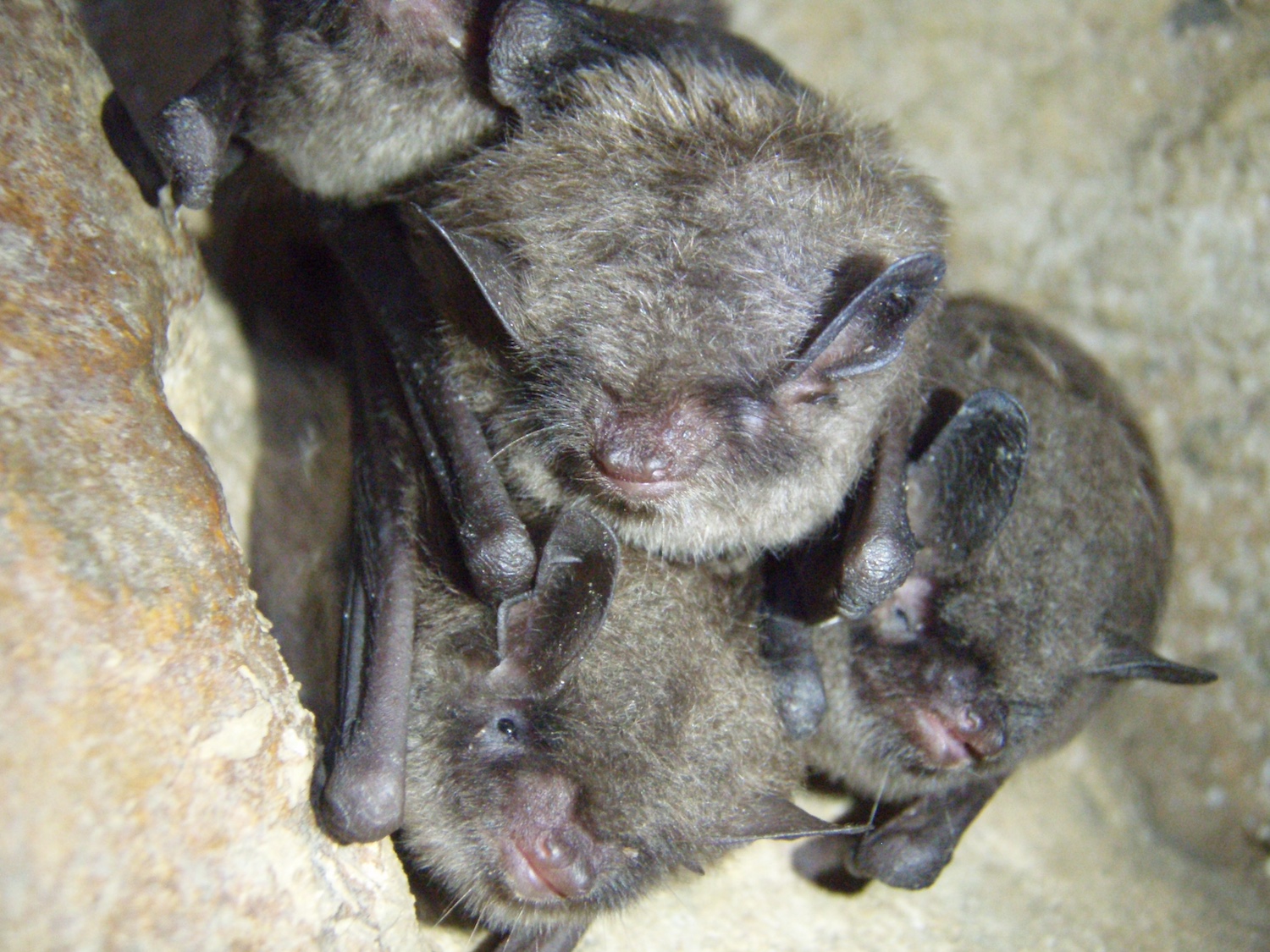 Indiana bats/Ann Froschauer Indiana bats/Ann Froschauer