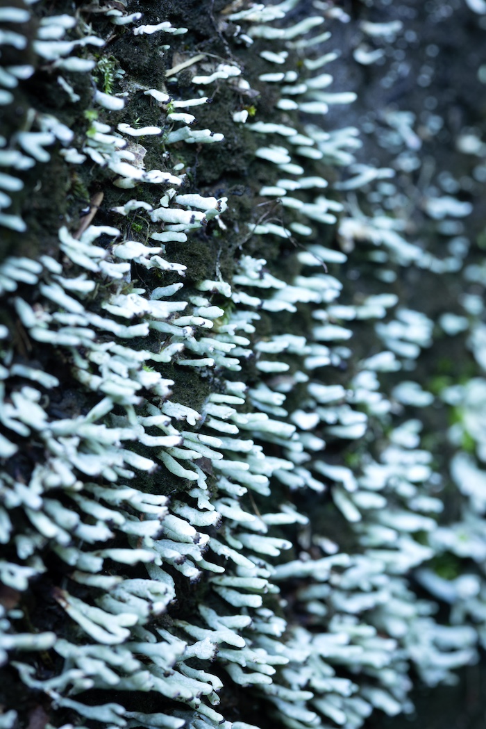 Rock gnome lichen/Dan Thompson Rock gnome lichen/Dan Thompson