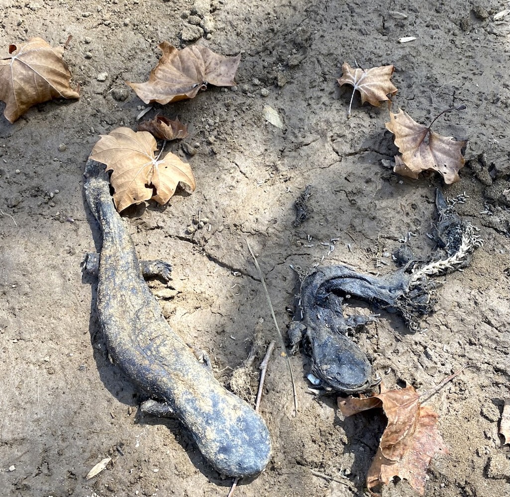 Two hellbenders were found dead after seeking higher ground to escape the floodwaters of Hurricane Helene. When the water receded, the salamanders were left without the moisture they need to survive/MountainTrue, Andy Hill