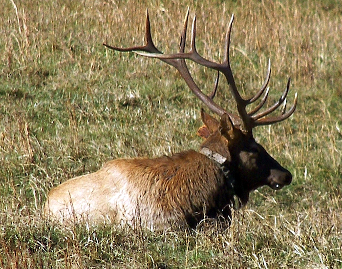 Elk at Great Smoky Mountains National Park/NPS