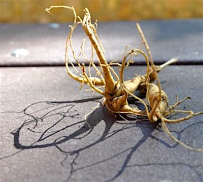 A man who went into Great Smoky Mountains National Park to poach ginseng root might have been killed by a bear/NPS