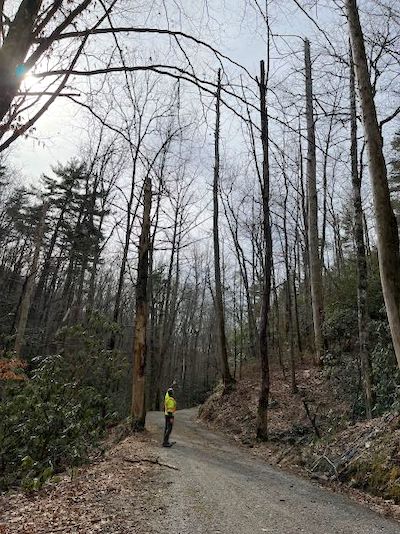 Trees that posed a hazard to motorists along the Parson Branch Road led to the road's closure. But it could reopen to motorists later this year/NPS file