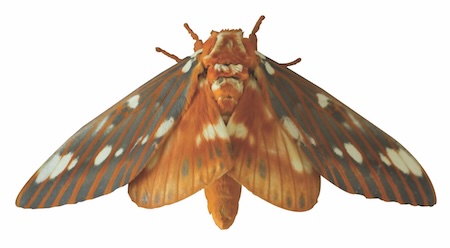 The regal moth is one of North America’s largest moths. In Camilla and the Caterpillars, Camilla’s efforts to create caterpillar habitat in her backyard pay off when a gigantic regal moth comes tapping on her window in the book’s final chapter. Photo prov The regal moth is one of North America’s largest moths. In Camilla and the Caterpillars, Camilla’s efforts to create caterpillar habitat in her backyard pay off when a gigantic regal moth comes tapping on her window in the book’s final chapter. Photo prov