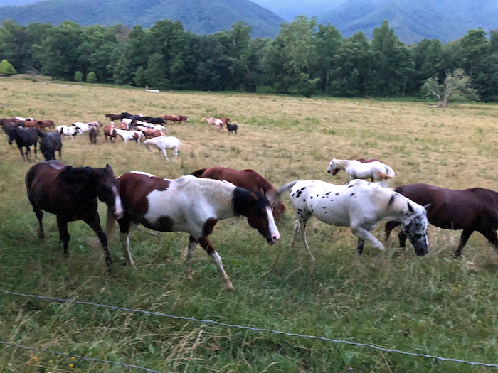 Saddle horses frolic in Cades Cove when not at work/Danny Bernstein