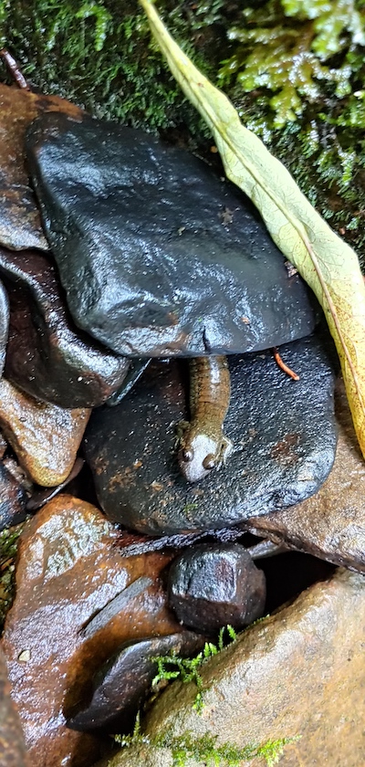 Salamanders find shelter under rocks/Sue Wasserman