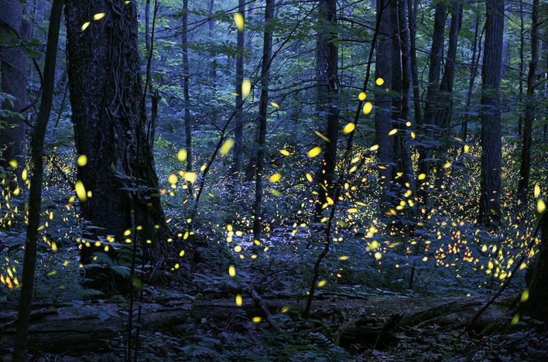 Synchronous fireflies at Great Smoky Mountains National Park/ Radim Schreiber Synchronous fireflies at Great Smoky Mountains National Park/ Radim Schreiber