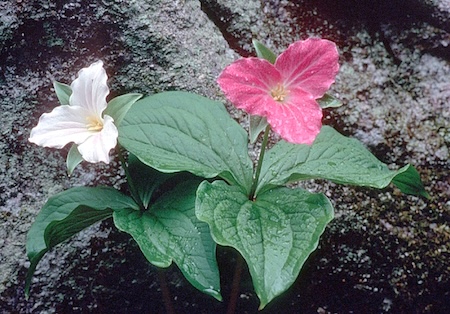 Trilliums at Great Smoky Mountains National Park/NPS file